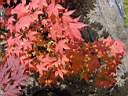 acer pal koreanum.JPG
